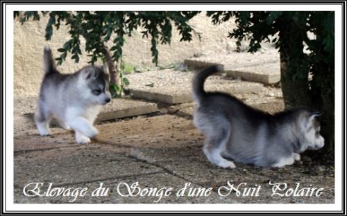 Portée de Felya (3 décembre 2015)