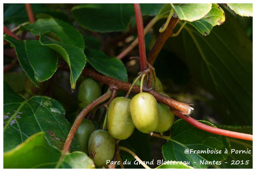 Nantes Parc grand Blottereau - Potager tropical
