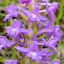 Index illustré orchidées