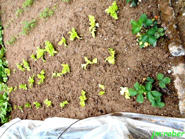 jardinage en Mai , 15,16 et 17 jours Fruits alors on plante......