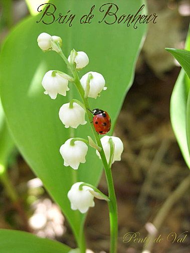 Bouquets de muguet
