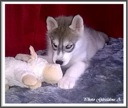 Les cadeaux de Noël (29 décembre 2015)