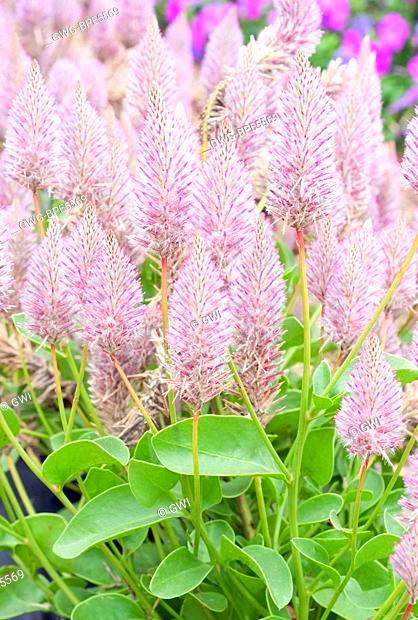 Fleurs cultivées : Ptilotus
