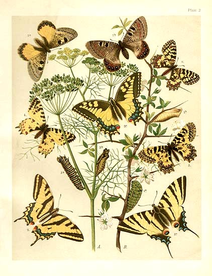 LEPIDOPTERES 3