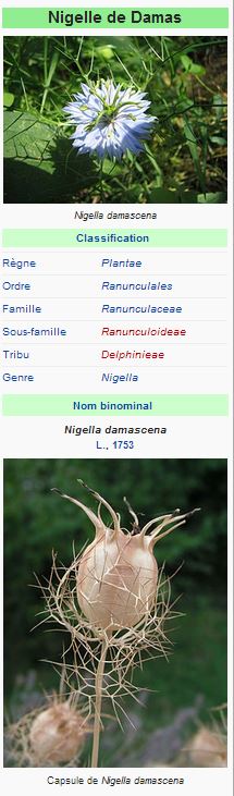 Nigelle de Damas et Cartalle des Crucifères