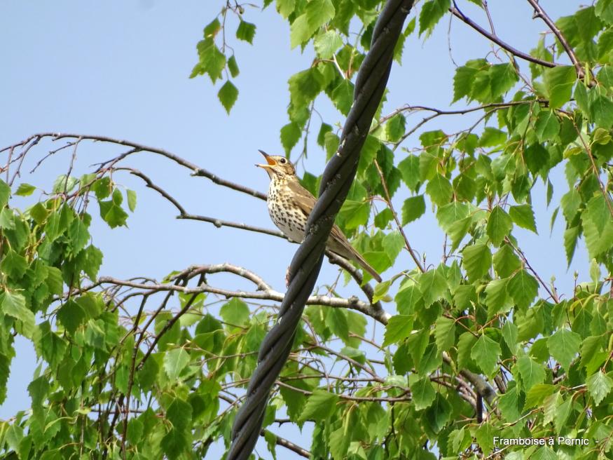 La grive musicienne du jardin - Avril 2019