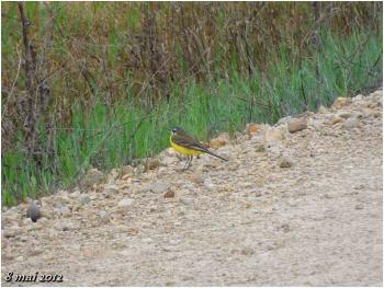 (J34) Boadilla del Camino / San Anton 8 mai 2012 (1)