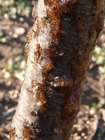 Arbre fruitier : Amandier