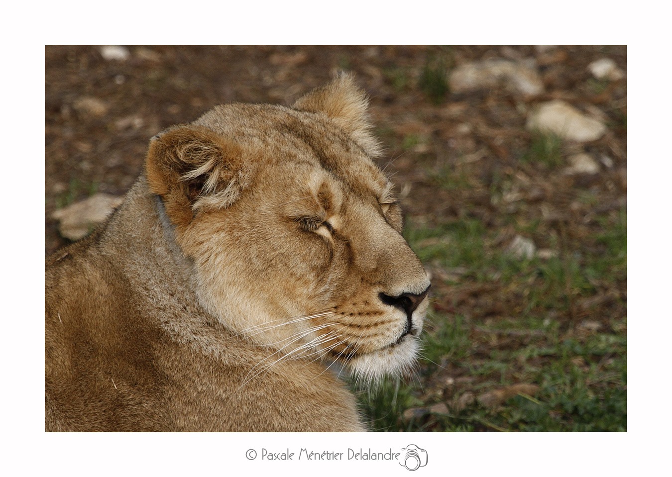 Lionne d'Asie (Panthera leo persica ou Panthera leo sinhaleyus)