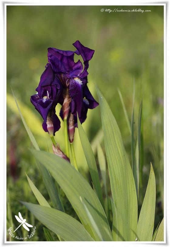 Iris