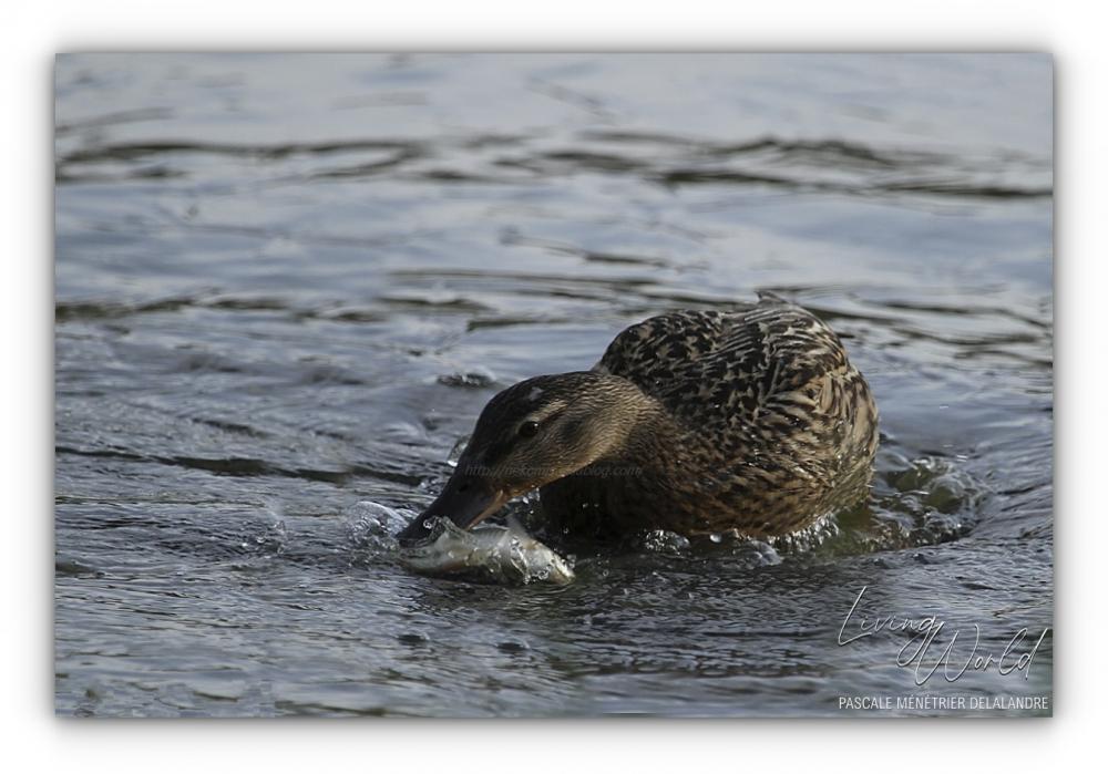 Femelle colvert à la pêche