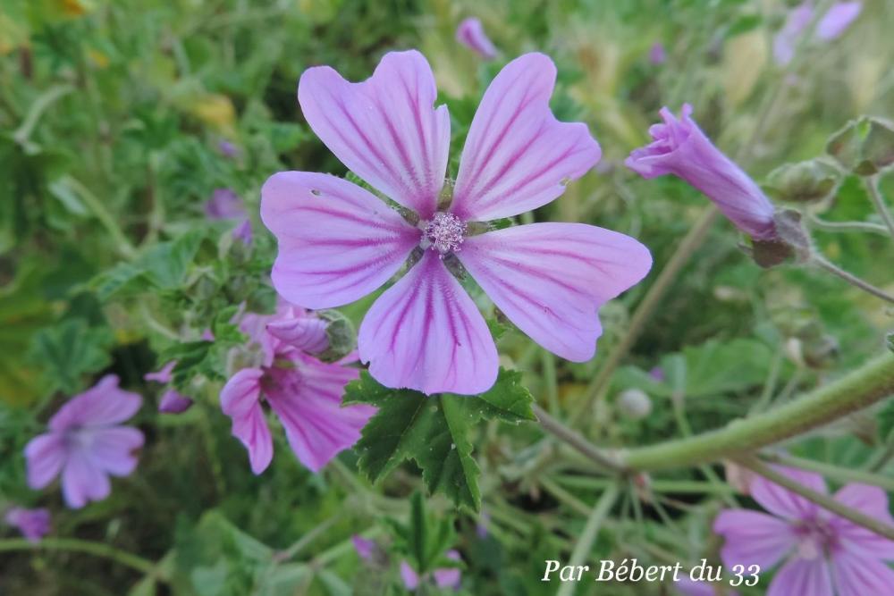 des fleurs sauvages !