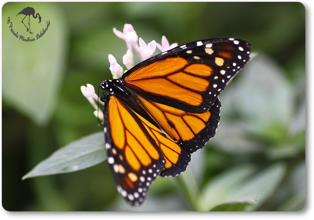 Danaus plexippus (Monarque) - Danaïdae -  Costa Rica
