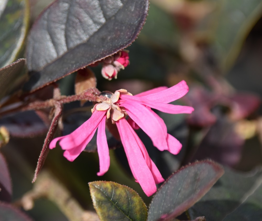 Connaissez vous le loropetalum ?