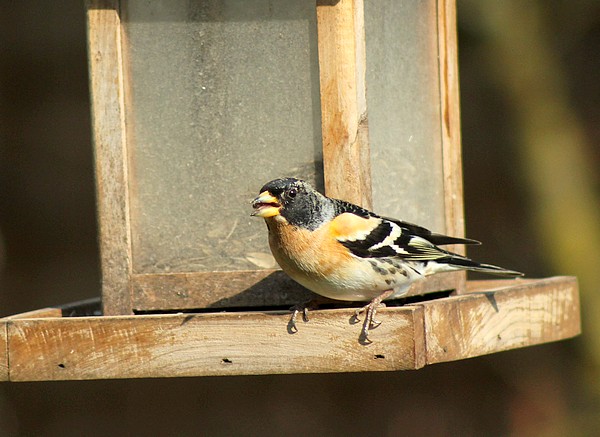 Dix-sept sortes d'oiseaux qui ont fréquenté mon jardin durant l'hiver 2015-2016...