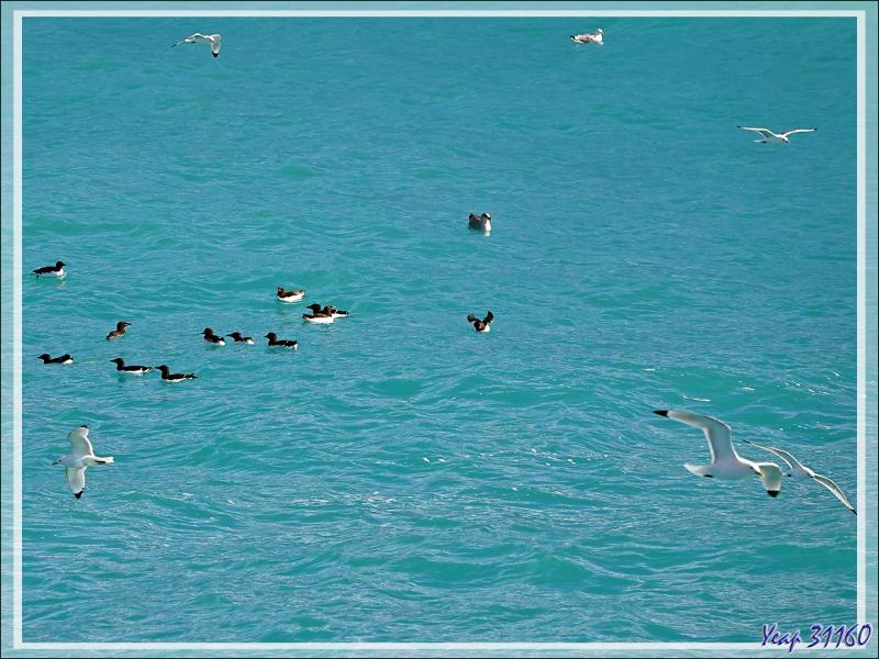 Un peu de "birdwatching" le long du Glacier Bråsvell (Bråsvellbreen) - Calotte glacière Austfonna - Nordaustlandet Island - Svalbard - Norvège
