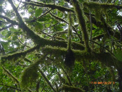 MONTEVERDE