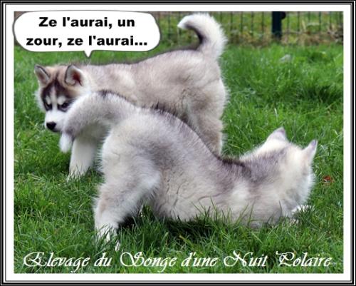 Portée de Nouchka (19 novembre 2021)