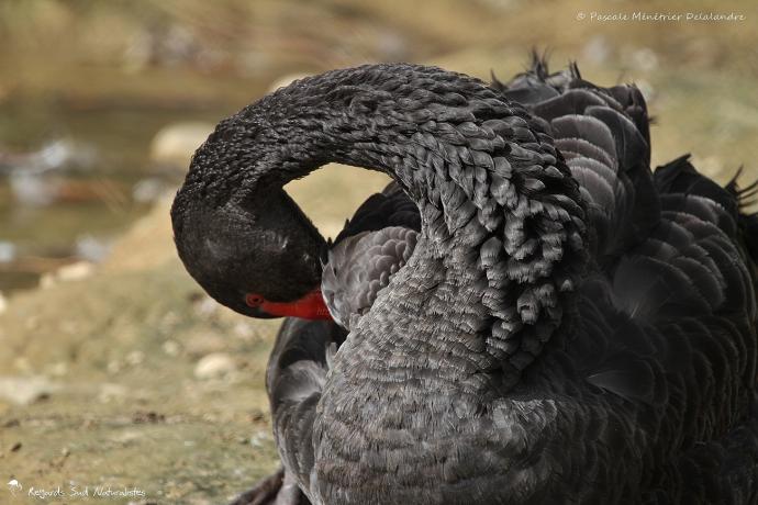 Cygne noir - Cygnus atratus - Black Swan