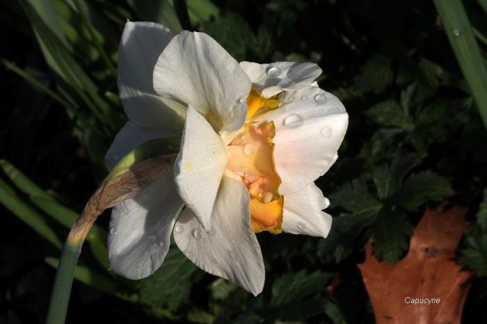 Le printemps au jardin, c'est parti ! 