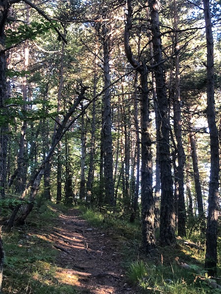 Bois Le Prêtre (Montclar)