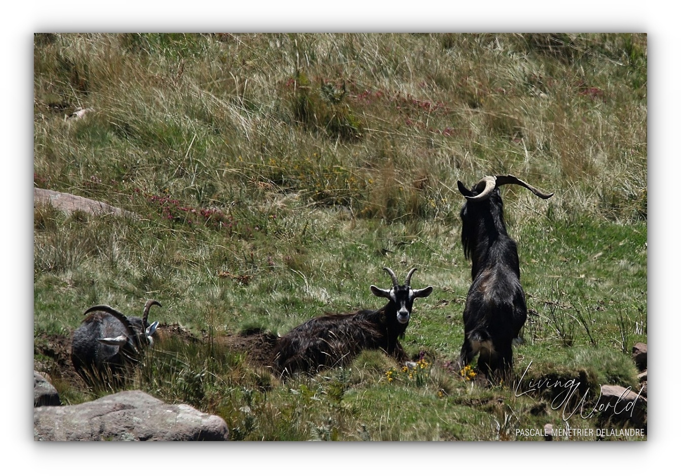 Chèvres sauvages des Pyrénées