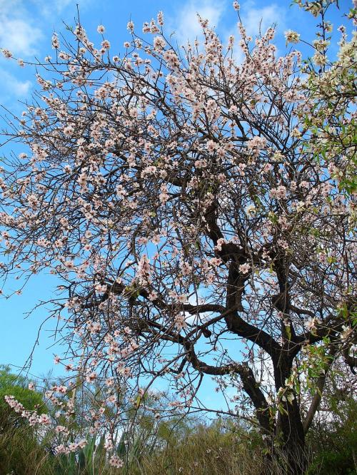 Arbre fruitier : Amandier