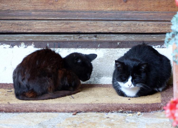 Les chats de rencontres..