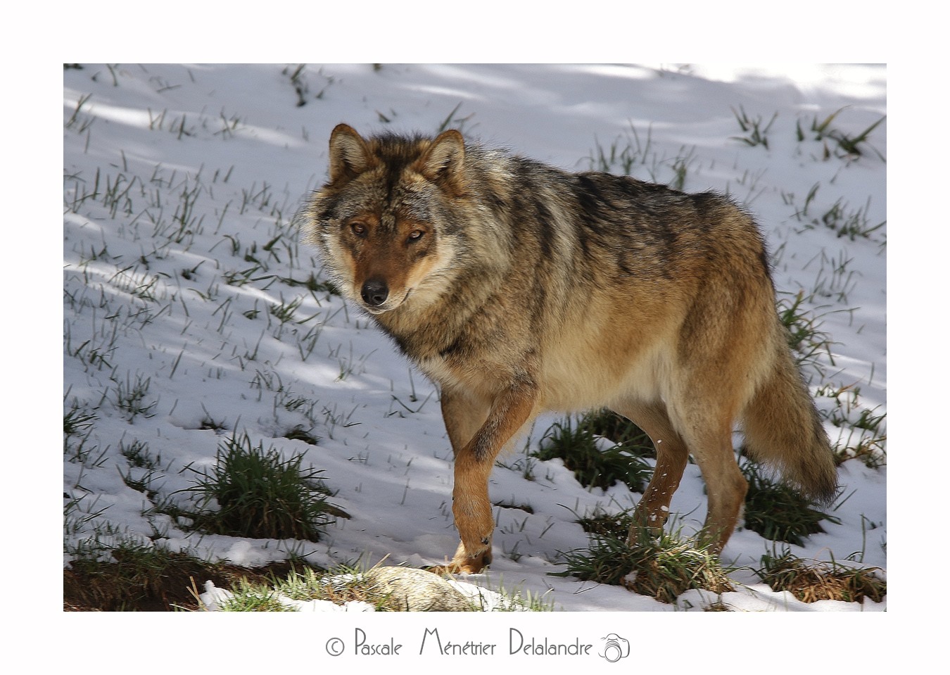 Loup - Son incroyable beauté.