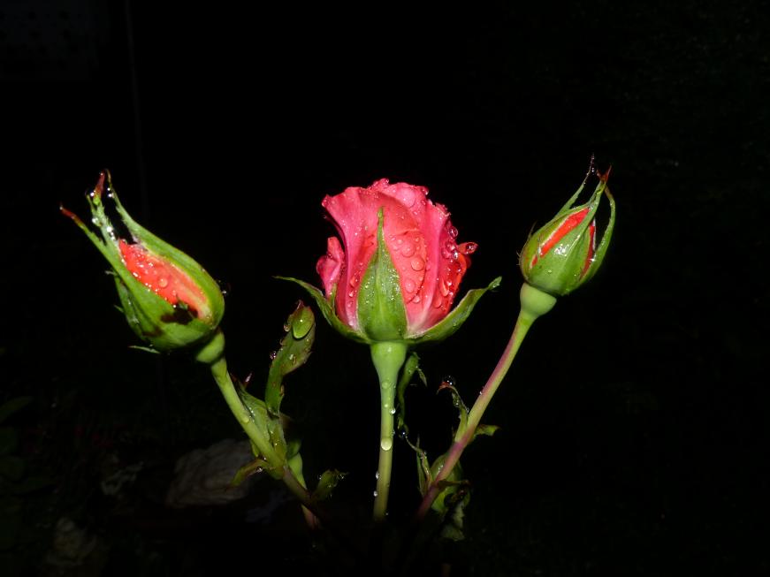 Voici des roses blanches et une rose rouge