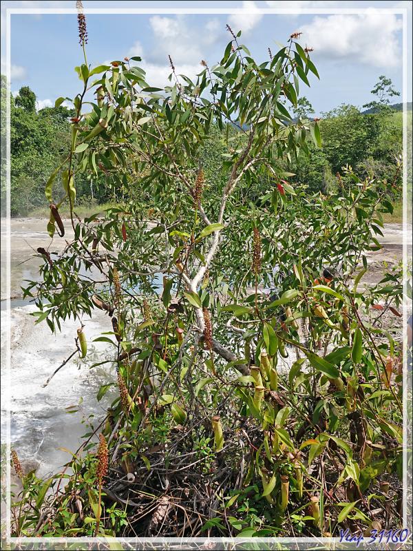 Un peu de botanique au retour des sources chaudes de Dei-Dei - Fergusson Island - Papouasie Nouvelle-Guinée (Papua New-Guinea)