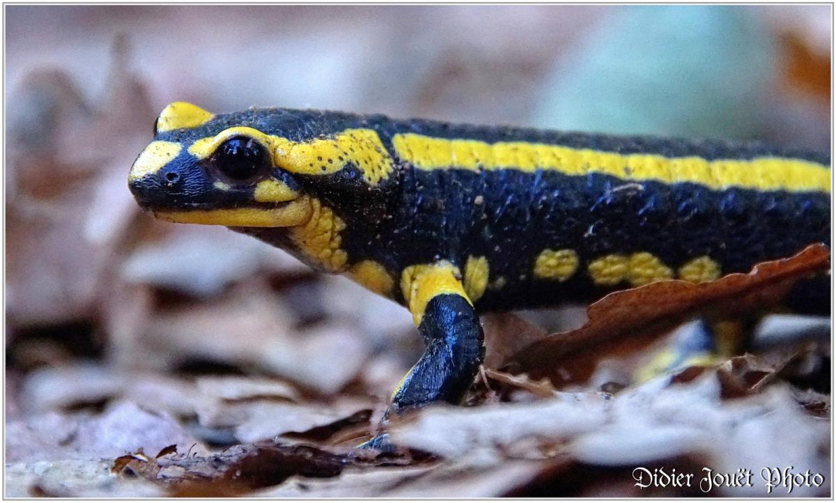 Salamandre Taéchetée (1) - Salamandra salamandra