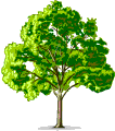 Exposé sur les arbres
