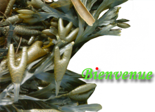 Photos pour montage