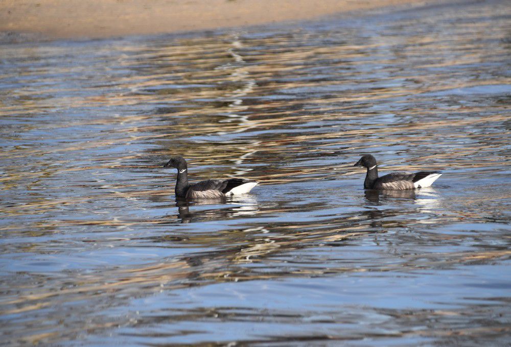 Oies bernaches près de la jetée d'Arès - février 2024...
