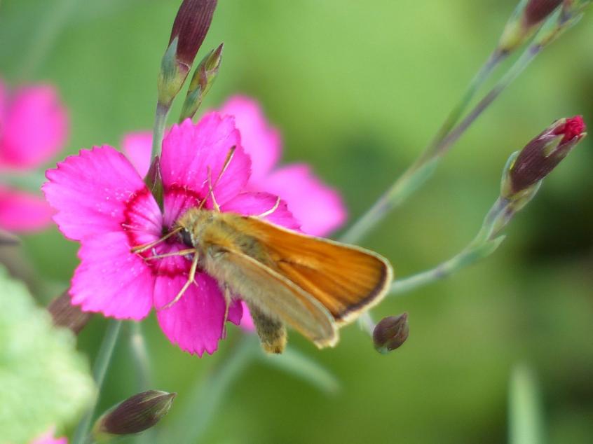 Beaux papillons