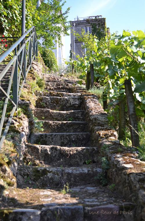 Le vignoble du "Clos Montmartre"