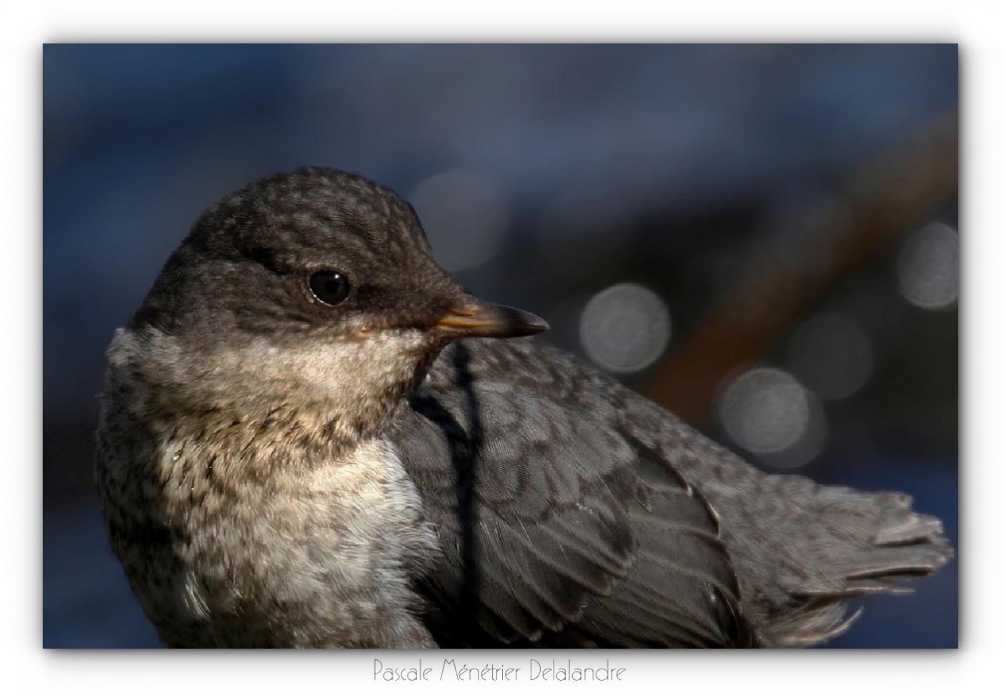 Cincles plongeurs juvéniles