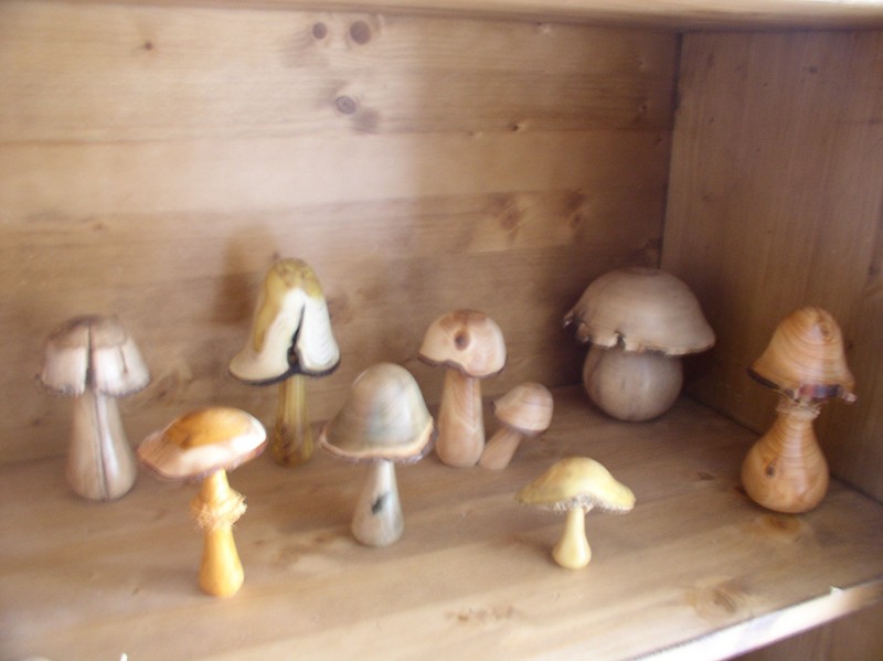 779 - Quand le bois devient champignons !