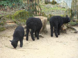 Moutons_d_Ouessant_6