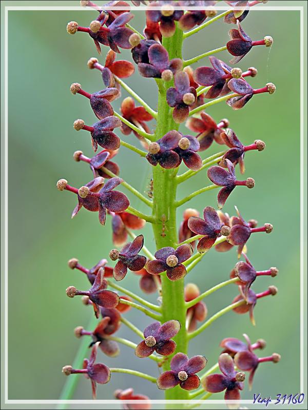 Un peu de botanique au retour des sources chaudes de Dei-Dei - Fergusson Island - Papouasie Nouvelle-Guinée (Papua New-Guinea)