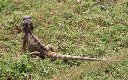 Dans les rues de Mahabalipuram