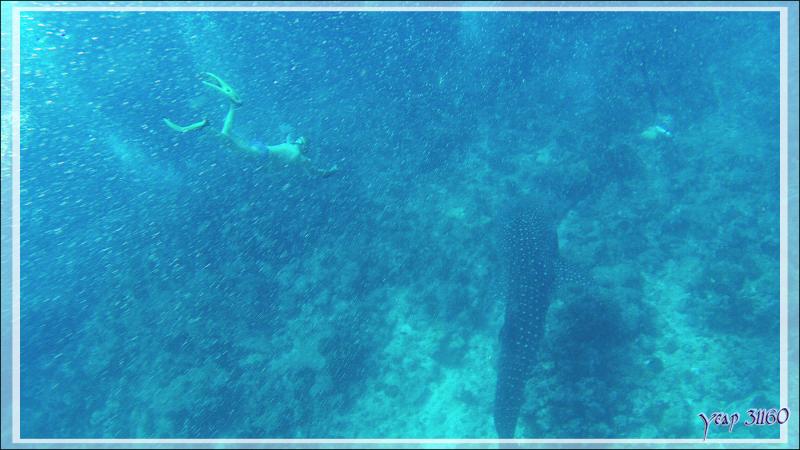 Ma seconde rencontre avec un Requin-baleine, mais profond celui-ci - Sud de l'atoll d'Ari - Maldives