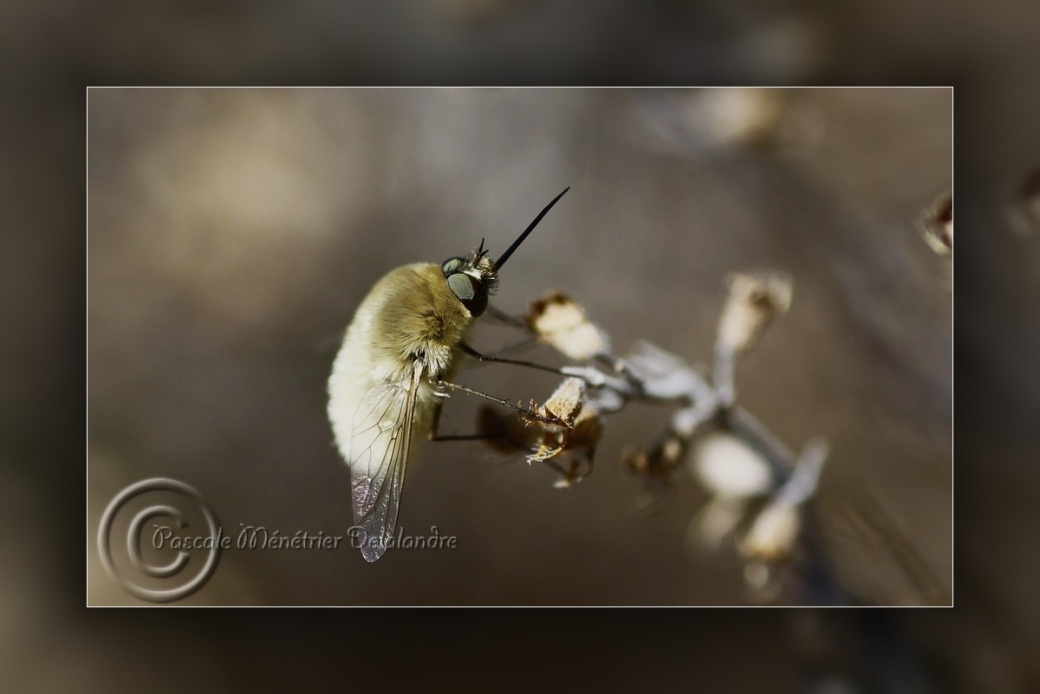 Bombyle...