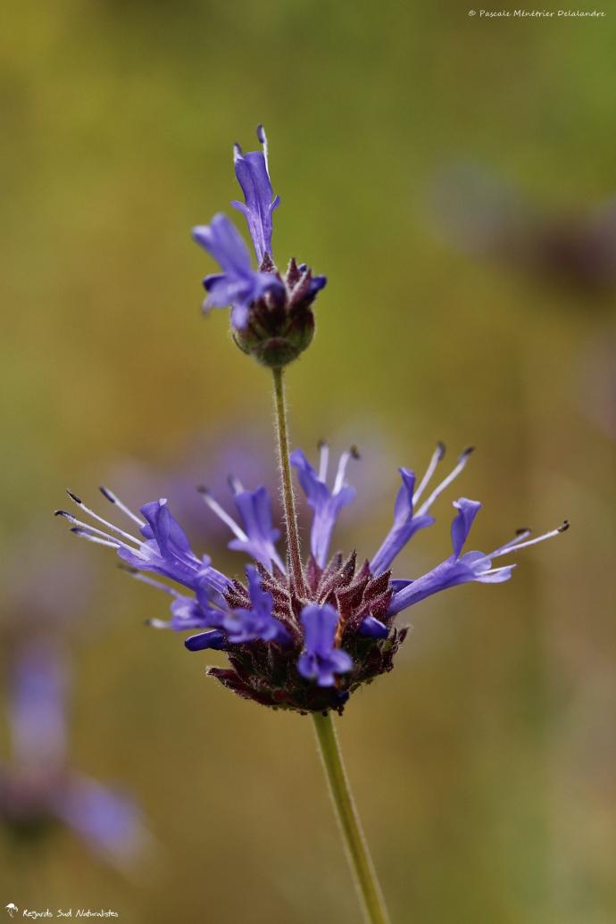 Bleu Sage, Sage Cleveland, Winnifred Gilman et Musc Sage - Salvia clevelandii