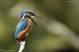 Alcedinidae