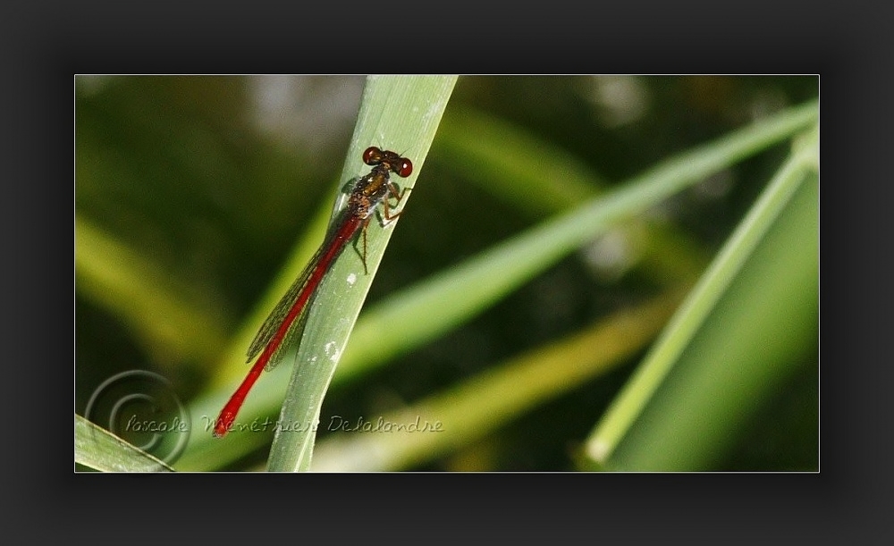 Agrion délicat...
