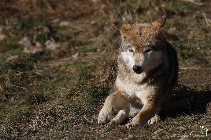 Loups de Sibérie (Canis lupus albus)
