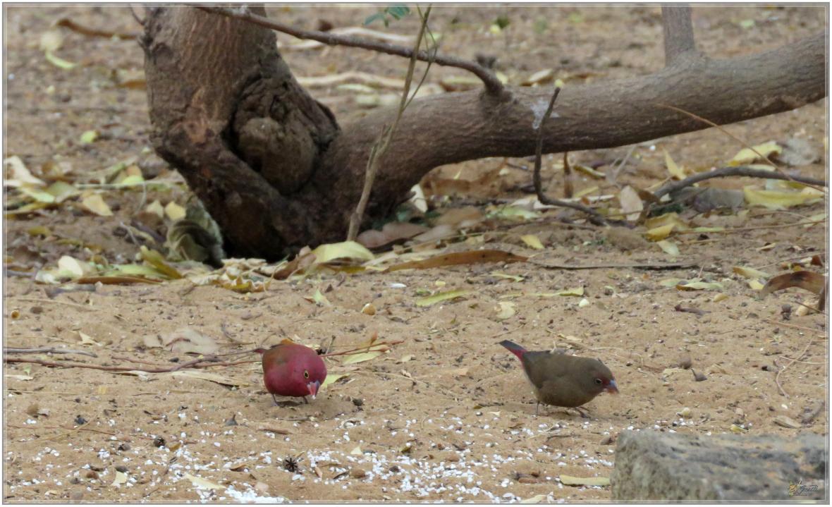 LES OISEAUX DU SENEGAL No 2