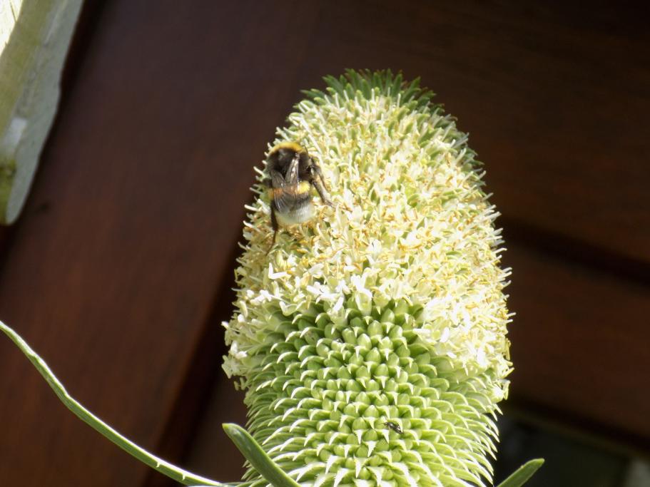 Cardères cultivées et butineurs
